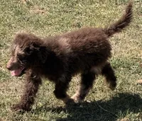Strawberry, a male Miniature Australian Shepherd and Miniature Bernedoodle for sale in Ontario, OR – 2 of 7