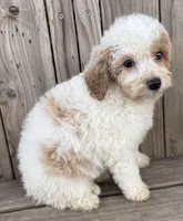 Peaches, a female Miniature Bernedoodle for sale in Ontario, OR – Photo 4 of 4