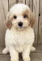 Peaches, a female Miniature Bernedoodle for sale in Ontario, OR – Photo 1 of 4