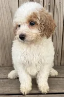 Peaches, a female Miniature Bernedoodle for sale in Ontario, OR – Photo 2 of 4