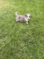 Trout, a male Cavapoo and Miniature Australian Shepherd for sale in Ontario, OR – 2 of 2