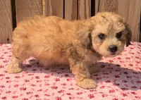 Zadie, a female Doxiepoo for sale in Ontario, OR – 4 of 4
