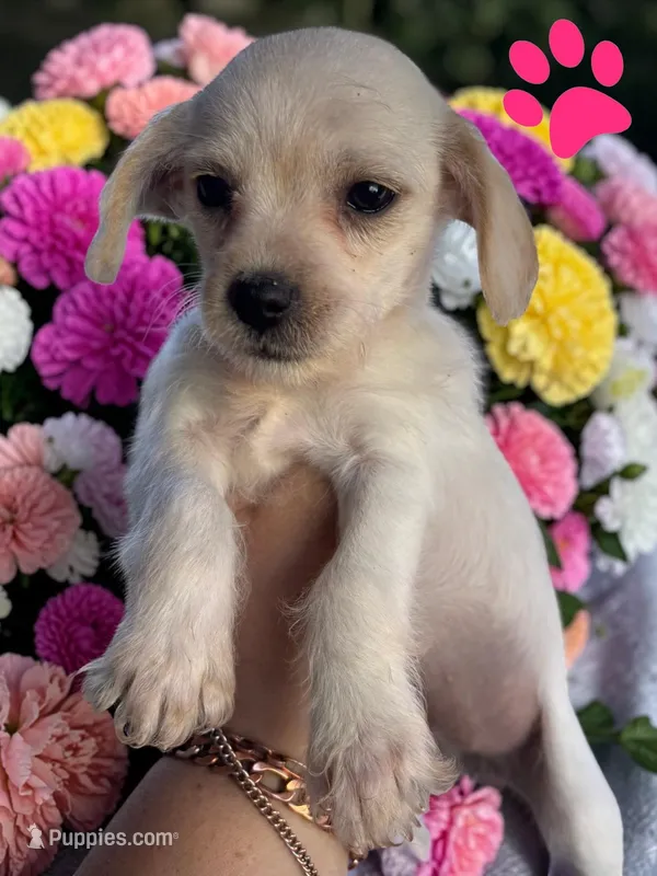 Ember – Havanese, Miniature Dachshund puppy for sale in Ontario, OR