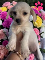 Ember, a female Havanese and Miniature Dachshund for sale in Ontario, OR – 2 of 2