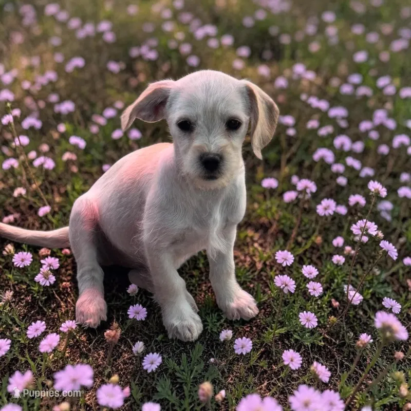 Ember – Havanese, Miniature Dachshund puppy for sale in Ontario, OR