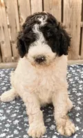 Stuart (Moyen). AKC, a male Poodle - Miniature  and Poodle - Standard  for sale in Ontario, OR – 3 of 3