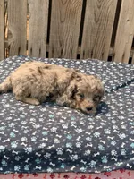 Tiki, a female Poodle - Toy  and Miniature Aussiedoodle for sale in Ontario, OR – 2 of 4