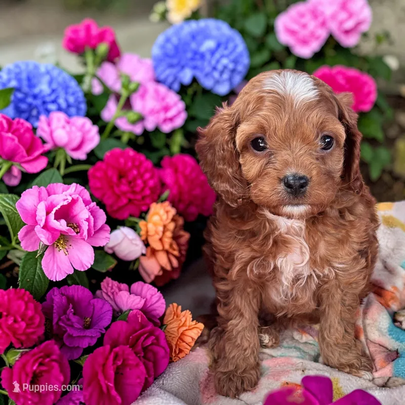PennyS26-4 – Cavapoo puppy for sale in Ontario, OR