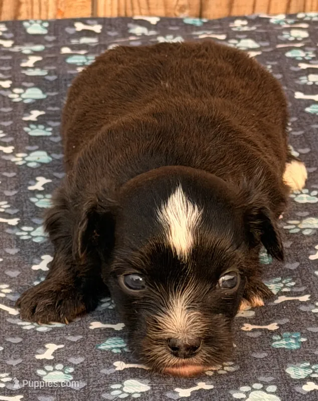 3 – Havapoo puppy for sale in Ontario, OR