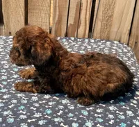 Zorro, a male Doxiepoo for sale in Ontario, OR – 4 of 5