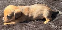 Skookum, a male Yorkshire Terrier and Miniature Dachshund for sale in Ontario, OR – 5 of 5