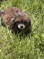 Tinker, a female Poodle - Miniature  for sale in Ontario, OR – 3 of 3