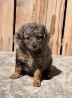 Koya, a female Miniature Aussiedoodle for sale in Ontario, OR – 3 of 4