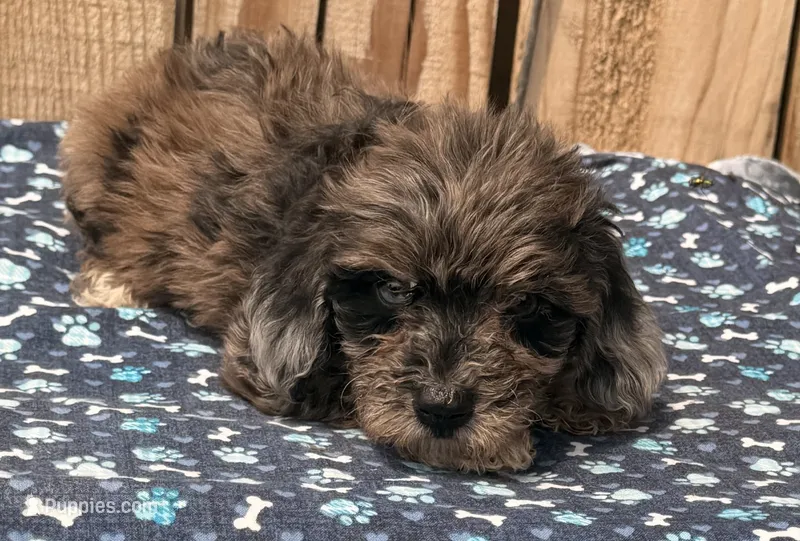 Muffin – Miniature Schnauzer, Schnoodle puppy for sale in Ontario, OR