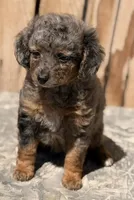 Koya, a female Miniature Aussiedoodle for sale in Ontario, OR – 1 of 4
