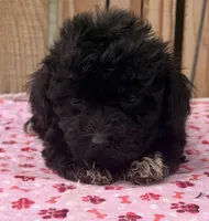 Berry, a female Miniature Schnauzer and Schnoodle for sale in Ontario, OR – 2 of 3