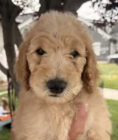 Apricot Tulip G , a female Poodle - Standard  for sale in Ontario, OR – 1 of 1