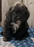 Cucumber , a male Cavapoo for sale in Ontario, OR – 2 of 4