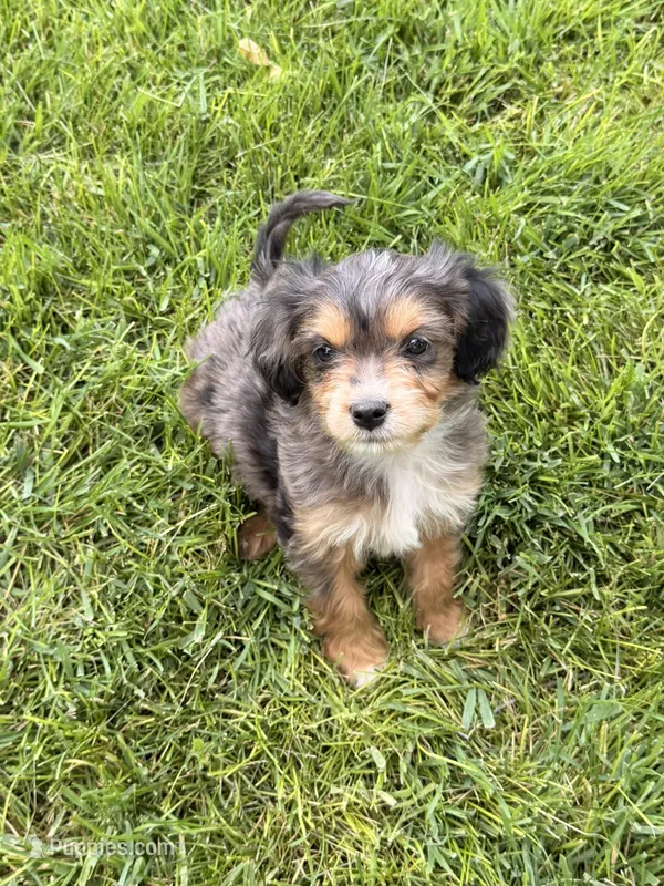 Ranger – Cavapoo, Miniature Australian Shepherd puppy for sale in Ontario, OR