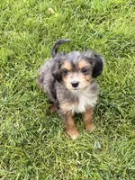 Ranger, a male Cavapoo and Miniature Australian Shepherd for sale in Ontario, OR – 1 of 3