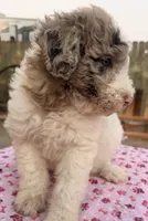 Whitney (Moyen). AKC, a female Poodle - Miniature  and Poodle - Standard  for sale in Ontario, OR – 4 of 4
