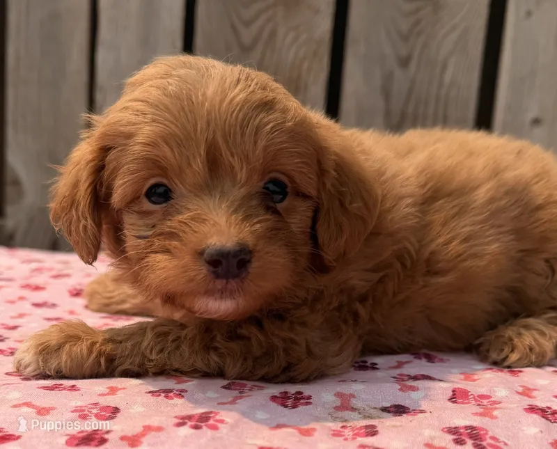 Hula – Poodle - Toy , Miniature Aussiedoodle puppy for sale in Ontario, OR
