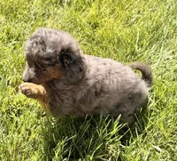 Koya, a female Miniature Aussiedoodle for sale in Ontario, OR – 4 of 4