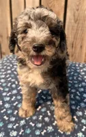 Huckleberry , a male Miniature Australian Shepherd and Miniature Bernedoodle for sale in Ontario, OR – 2 of 5