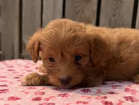 Hula, a female Poodle - Toy  and Miniature Aussiedoodle for sale in Ontario, OR – 2 of 5