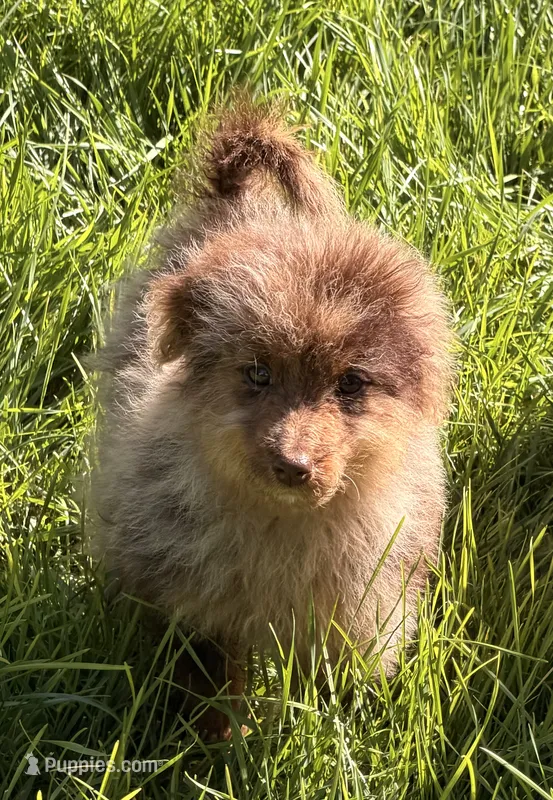 Raspberry  – Miniature Australian Shepherd, Miniature Bernedoodle puppy for sale in Ontario, OR