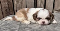 Janice, a female Shih Tzu for sale in Ontario, OR – Photo 2 of 5