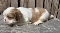 Janice, a female Shih Tzu for sale in Ontario, OR – Photo 5 of 5
