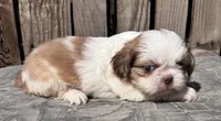 Janice, a female Shih Tzu for sale in Ontario, OR – Photo 3 of 5