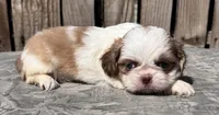 Janice, a female Shih Tzu for sale in Ontario, OR – Photo 4 of 5