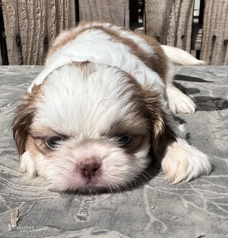 Janice – Shih Tzu puppy for sale in Ontario, OR