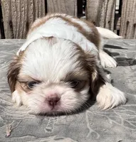 Janice, a female Shih Tzu for sale in Ontario, OR – Photo 1 of 5