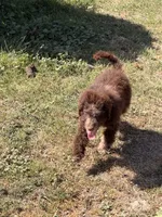 Strawberry, a male Miniature Australian Shepherd and Miniature Bernedoodle for sale in Ontario, OR – 3 of 7