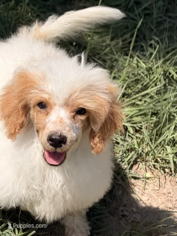 Chester – Poodle - Miniature  puppy for sale in Ontario, OR