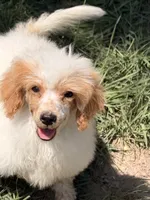 Chester, a female Poodle - Miniature  for sale in Ontario, OR – 1 of 5