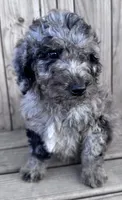 Smokey, a male Poodle - Miniature  for sale in Ontario, OR – Photo 3 of 5