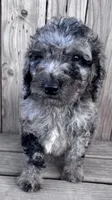 Smokey, a male Poodle - Miniature  for sale in Ontario, OR – Photo 2 of 5