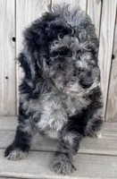 Smokey, a male Poodle - Miniature  for sale in Ontario, OR – Photo 5 of 5