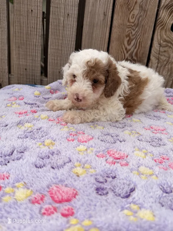 Avery 4 – Sheepadoodle puppy for sale in Ontario, OR