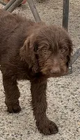 Abby, a male Australian Shepherd and Labrador Retriever for sale in Ontario, OR – 2 of 7