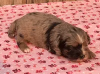 2, a female Havapoo for sale in Ontario, OR – 4 of 4