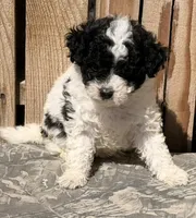 Elmie, a female Miniature Aussiedoodle for sale in Ontario, OR – 2 of 5