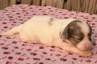 1, a female Havapoo for sale in Ontario, OR – 4 of 4