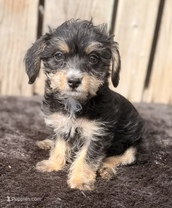 LuLu – Doxiepoo, Yorkipoo puppy for sale in Ontario, OR