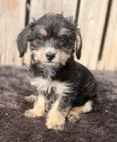LuLu, a female Doxiepoo and Yorkipoo for sale in Ontario, OR – 1 of 3