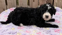 Windy, a female Sheepadoodle for sale in Ontario, OR – 2 of 2